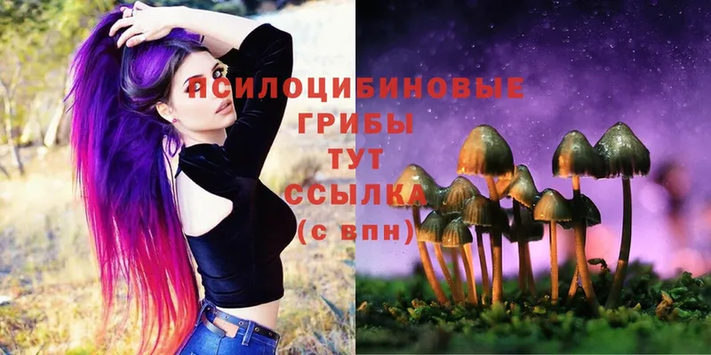 Галлюциногенные грибы Psilocybe  Клинцы 